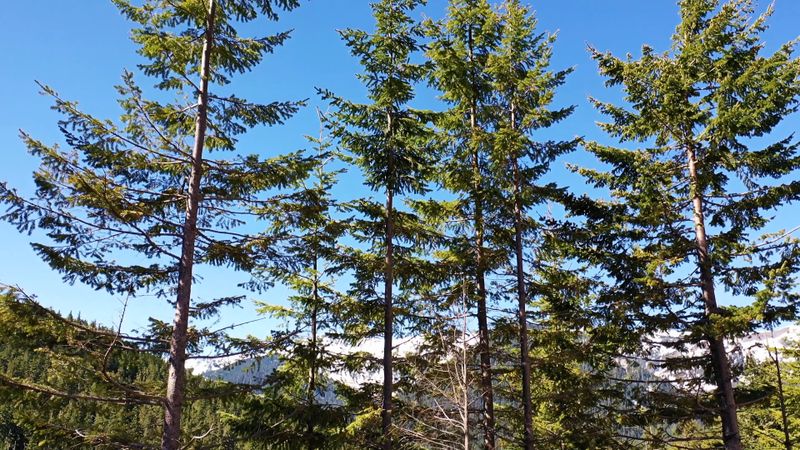 Drone Footage of a Mountain Forest Free Stock Video Footage, Royalty ...