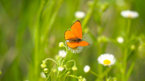 Close Up View of a Butterfly in the Flower