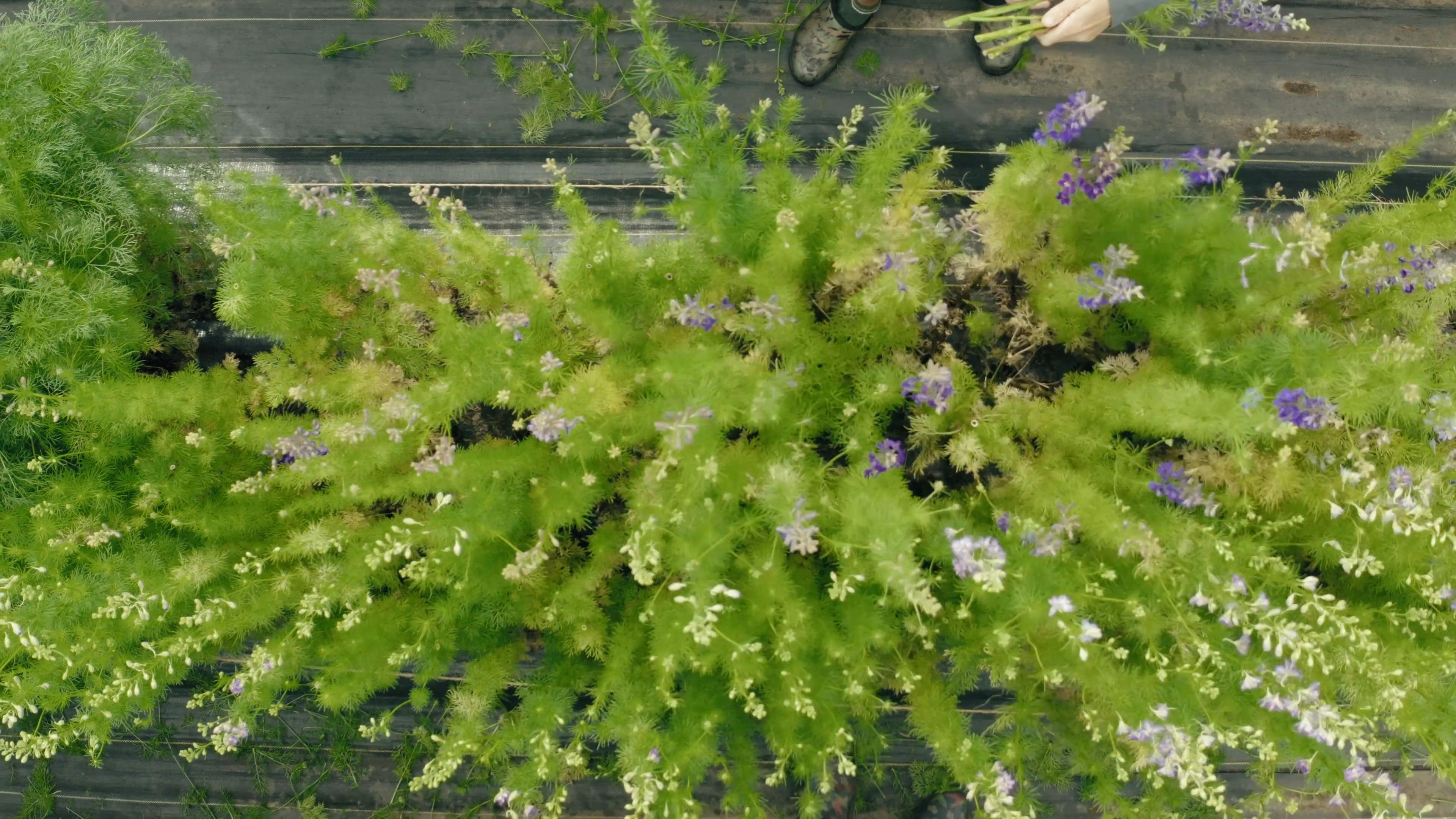 Rural Women Workforce Videos, Download The BEST Free 4k Stock Video ...