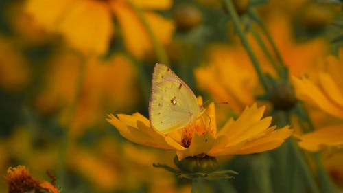 A Beautiful Butterfly on a Flower