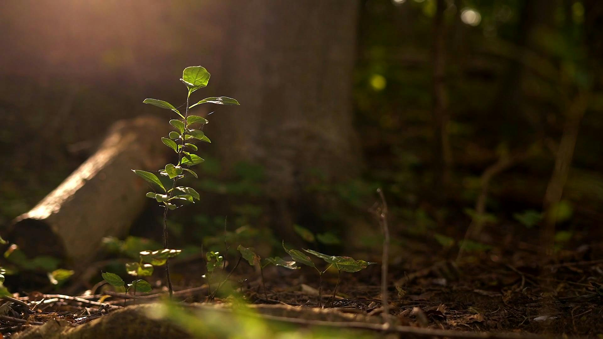 Little Emo Kitten+Leak Videos, Download The BEST Free 4k Stock Video