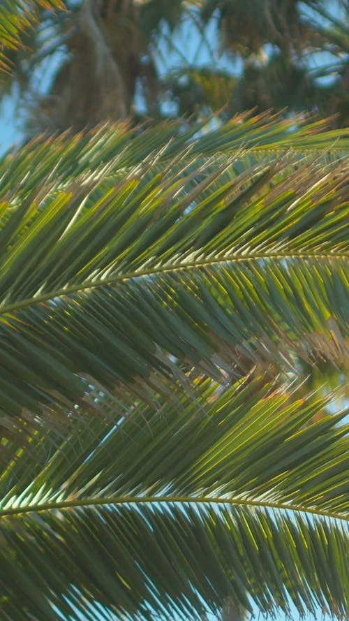 Close Up Video Of Palm Trees