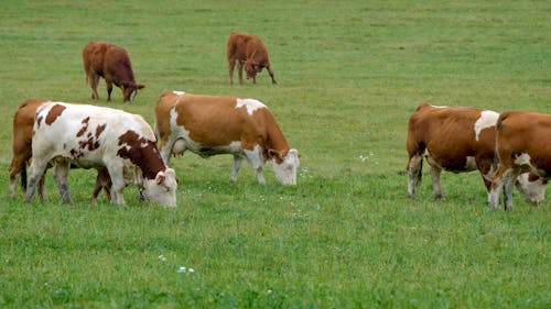 Herd Of Cows In A Pastureland