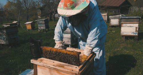 A Beekeeper Pulling Out a Hive Frame from a Langstroth Hive