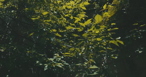 Video of Green Leaves