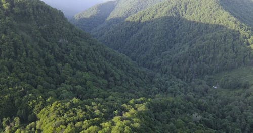 Drone Footage Of A Dense Mountain Forest