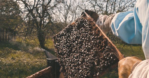 Close up of a Beekeeper Holding a Hive Frame