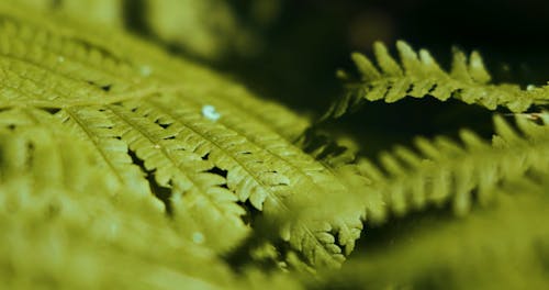 Close Up Video of Ferns