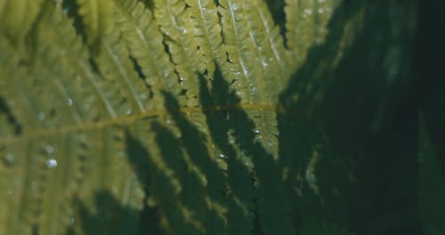 Close-up Video of a Leaves