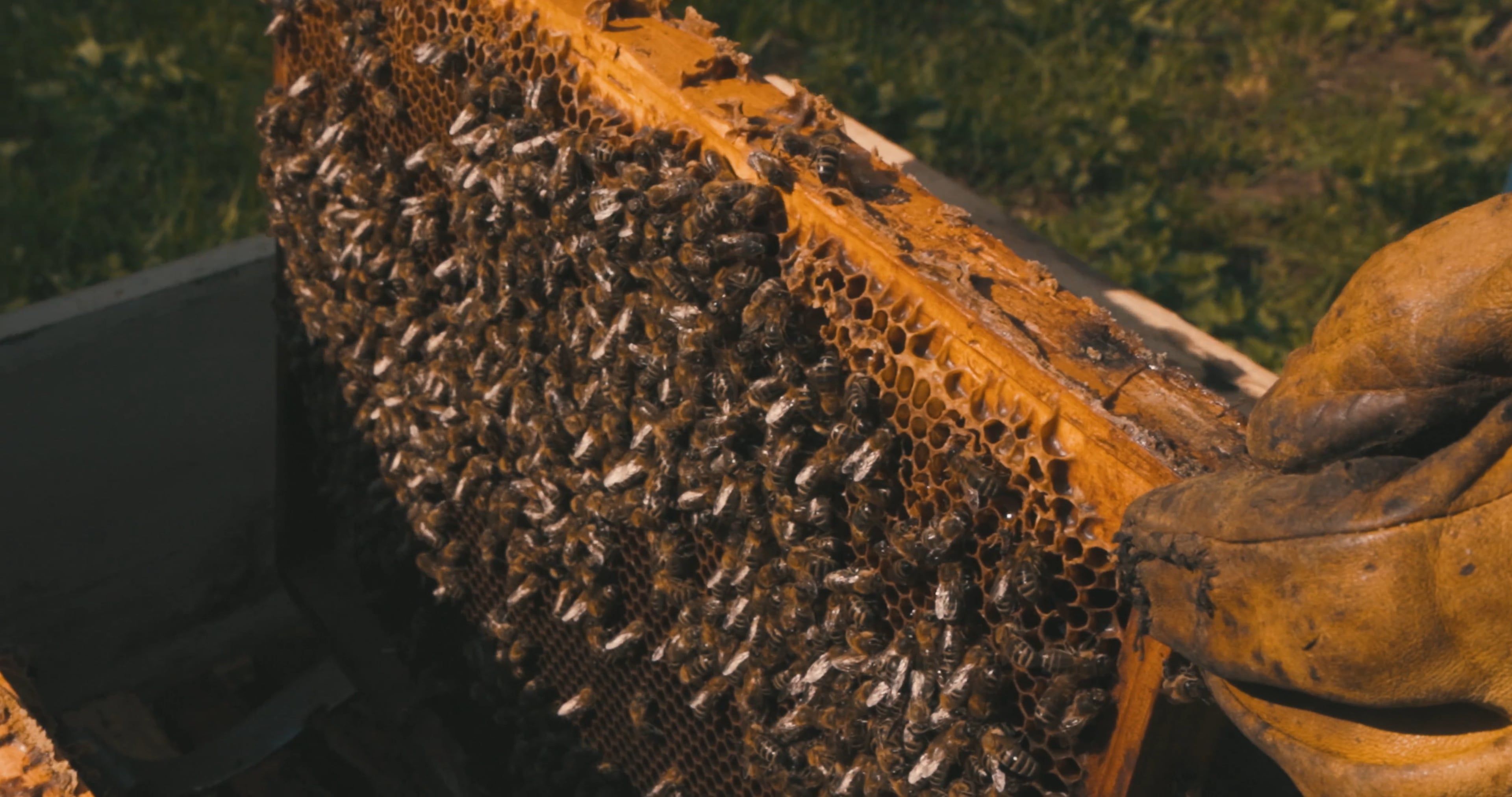 Bee Removal video