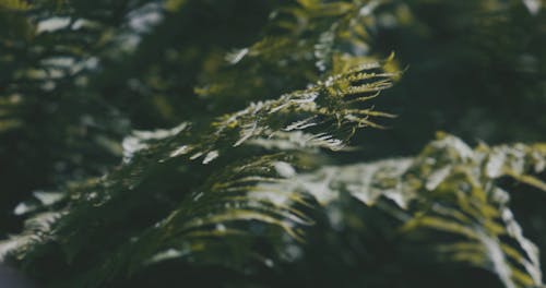 Close up of Ferns