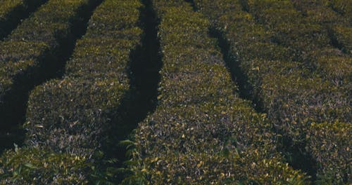 Drone Footage Of A Vineyard