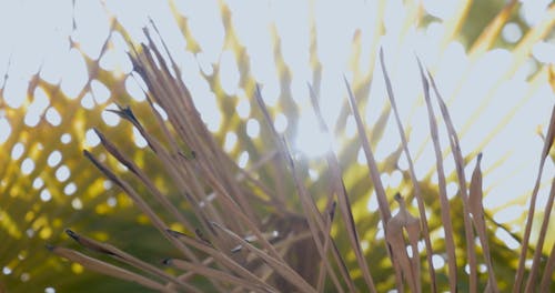 Footage Of Leaves Shot Against The Sunlight