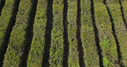 Drone Footage Of A Vineyard