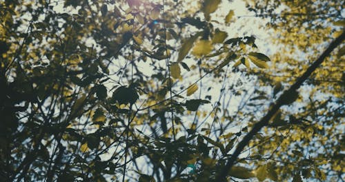 Branches and Leaves of a Tree