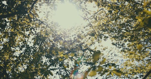 Low Angle View of Branches and Leaves