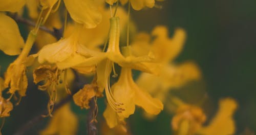 Close Up View of Yellow Flowers