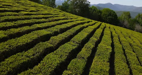 Drone Footage of a Vineyard