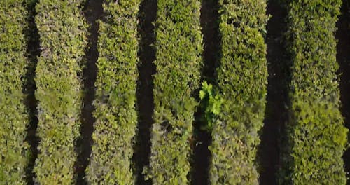 Aerial Footage of a Cropland