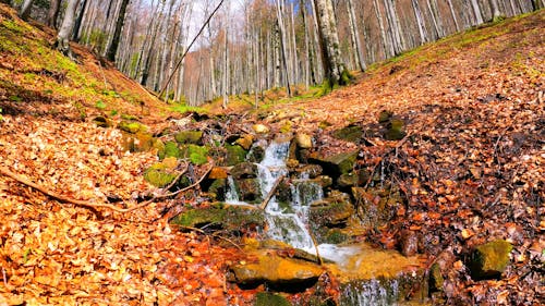Forest Stream Flowing through Mossy Rocks 