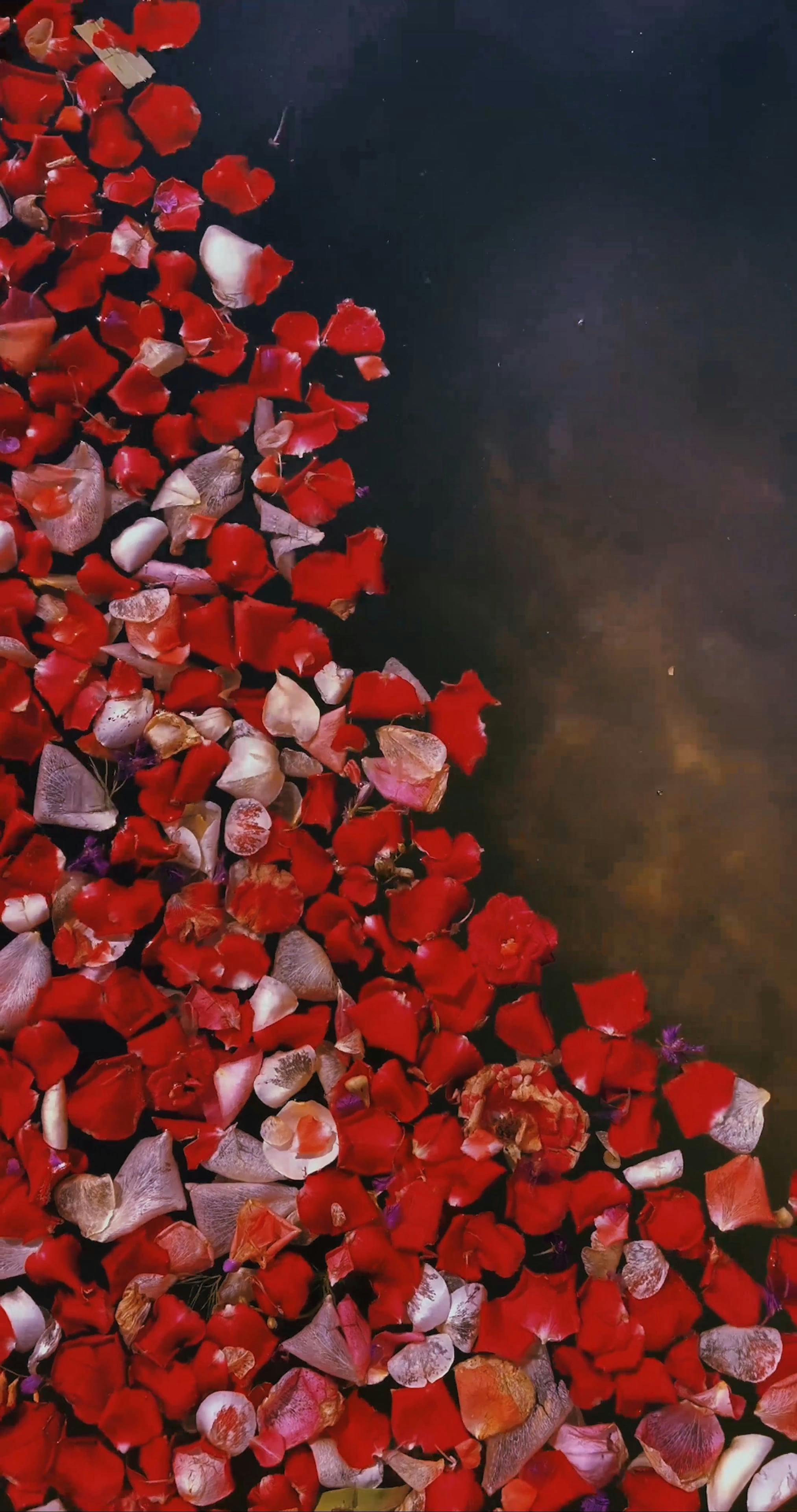 Floating Roses Videos, Download The BEST Free 4k Stock Video Footage ...