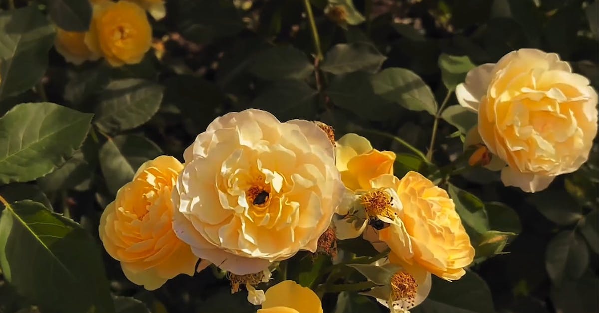 Blooming Flowers · Free Stock Video