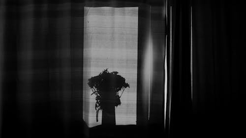 Shadow of a Flower Vase With Flowers