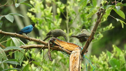 Small Birds Perched on a Branch