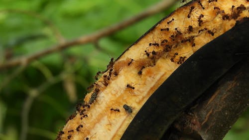 Close Up of Insects Eating a Banana