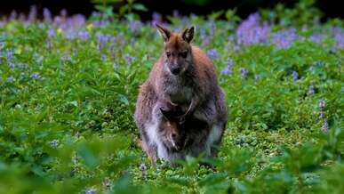 a mother wallaby with baby in her pouch