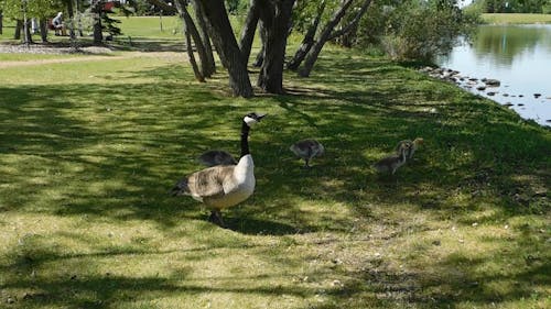 Group Of Swans Walking On The Grass