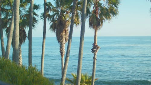 Palm Trees by the Ocean