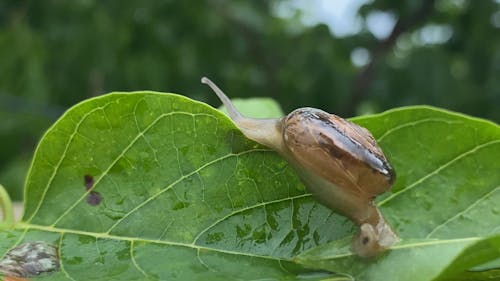 A Snail Crawling on a Leaf