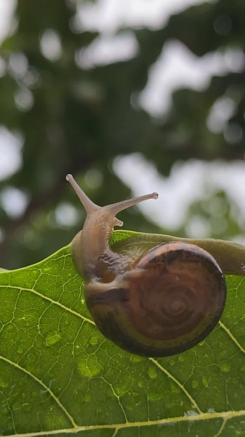 A Snail on a Leaf