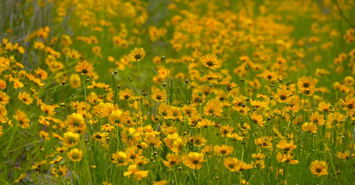 Flower Mp4 Video of a Flowers Free Stock Video Footage, Royalty-Free 4K & HD Video ...