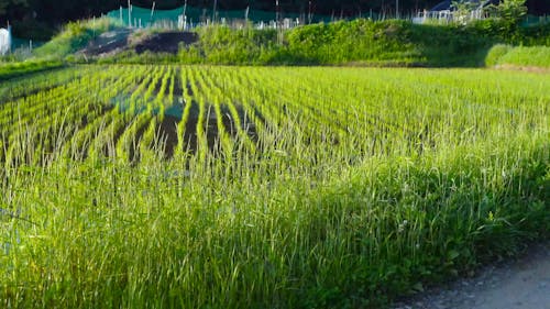 A Wet Rice Field