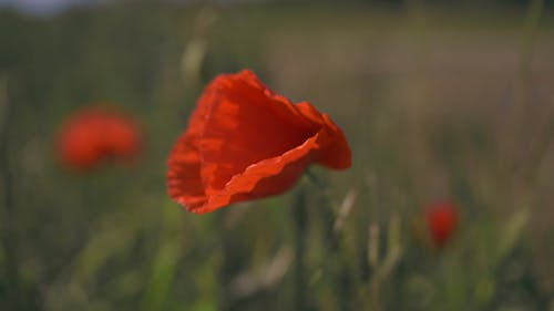 Close-Up Video of a Poppy Flower