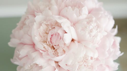 Bouquet of Pink Flowers