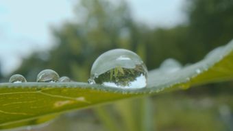 节气白露高清视频视频素材视频素材