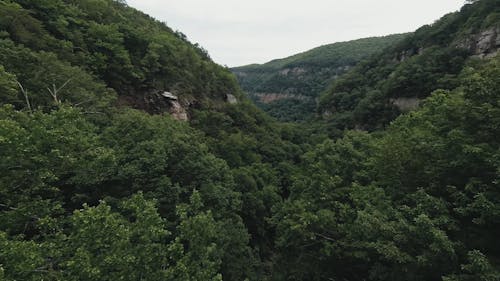 Drone Footage of a Dense Forest