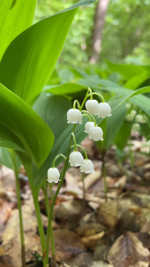 A Lily of the Valley in the Woods