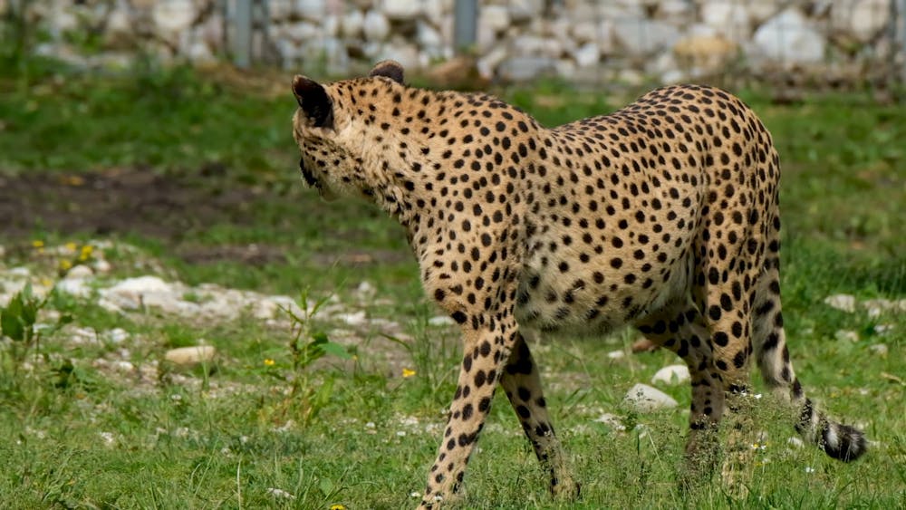 A Pair Of Cheetah · Free Stock Video