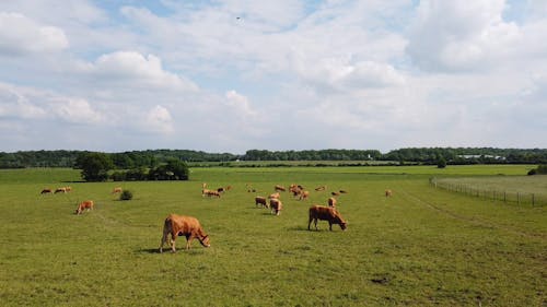 Herd of Cows Grazing