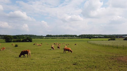 Herd of Cows Grazing