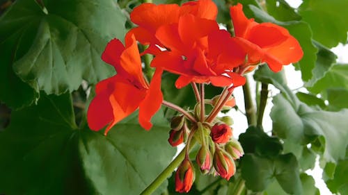 Close Up View of a Geranium