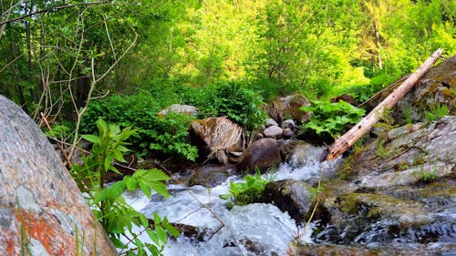 A Flowing Body of Water in a Lush Environment