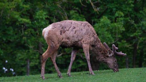 Close Up View of a Deer Eating Grass