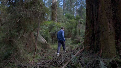 Person Walking Alone in the Forest