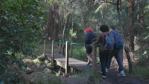 People Walking in a Forest