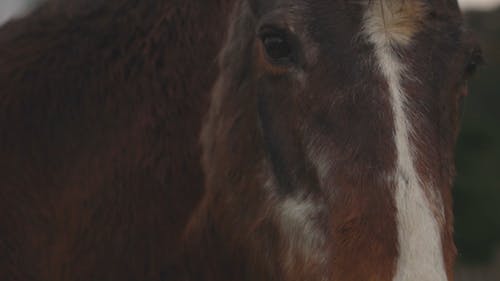 A Close Up View of a Face of a Horse